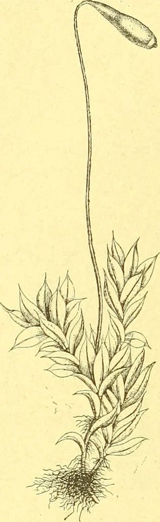 An illustration from Flore pittoresque de la France : anatomie, physiologie, classification, description des plantes indigènes et cultivées au point de vue de l'agriculture, de l'horticulture et de la sylviculture / publiée sous la direction de J. Rothschild., 1885, leaf 469
