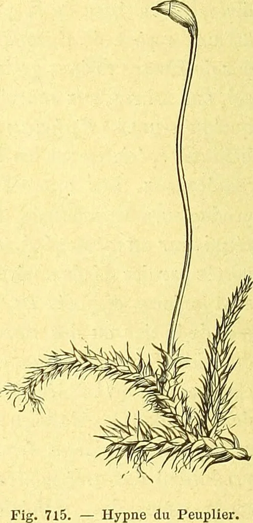 An illustration from Flore pittoresque de la France : anatomie, physiologie, classification, description des plantes indigènes et cultivées au point de vue de l'agriculture, de l'horticulture et de la sylviculture / publiée sous la direction de J. Rothschild., 1885, leaf 469