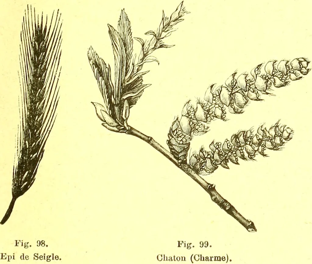 An illustration from Flore pittoresque de la France : anatomie, physiologie, classification, description des plantes indigènes et cultivées au point de vue de l'agriculture, de l'horticulture et de la sylviculture / publiée sous la direction de J. Rothschild., 1885, leaf 47