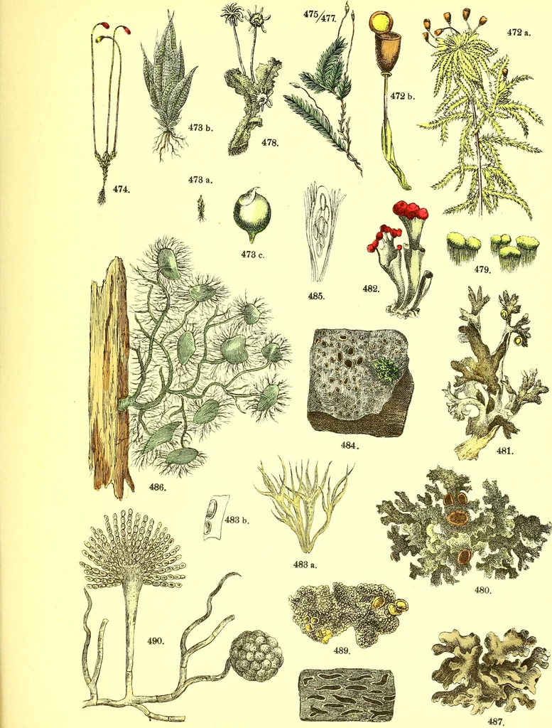 An illustration from Flore pittoresque de la France : anatomie, physiologie, classification, description des plantes indigènes et cultivées au point de vue de l'agriculture, de l'horticulture et de la sylviculture / publiée sous la direction de J. Rothschild., 1885, leaf 470