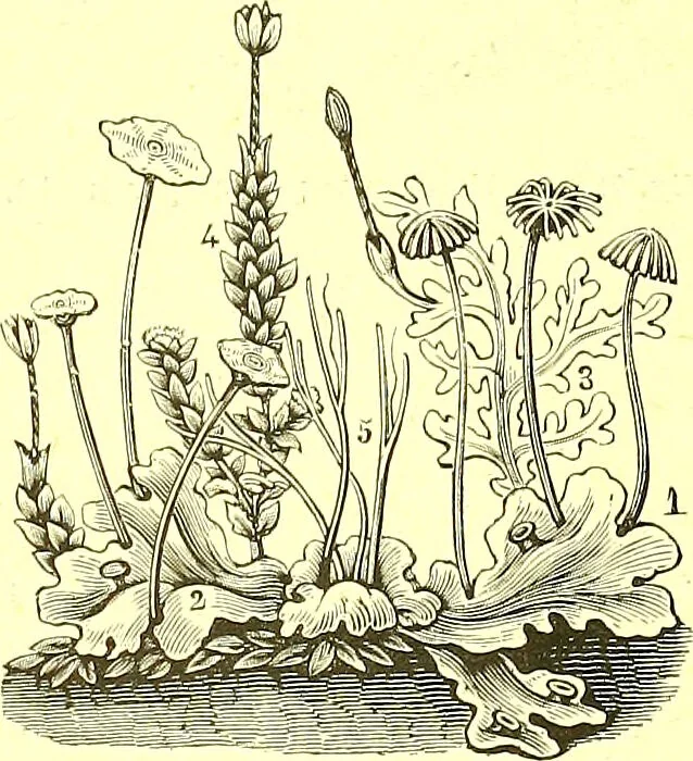 An illustration from Flore pittoresque de la France : anatomie, physiologie, classification, description des plantes indigènes et cultivées au point de vue de l'agriculture, de l'horticulture et de la sylviculture / publiée sous la direction de J. Rothschild., 1885, leaf 472