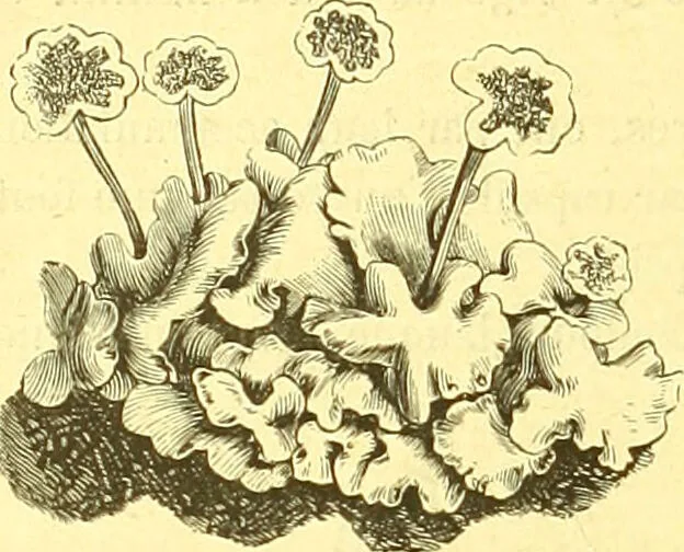 An illustration from Flore pittoresque de la France : anatomie, physiologie, classification, description des plantes indigènes et cultivées au point de vue de l'agriculture, de l'horticulture et de la sylviculture / publiée sous la direction de J. Rothschild., 1885, leaf 473
