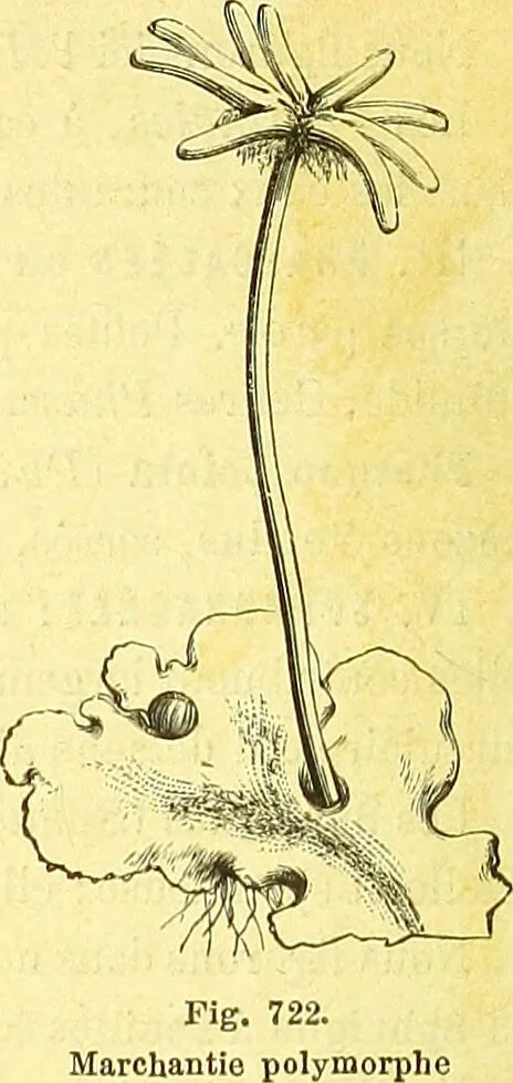 An illustration from Flore pittoresque de la France : anatomie, physiologie, classification, description des plantes indigènes et cultivées au point de vue de l'agriculture, de l'horticulture et de la sylviculture / publiée sous la direction de J. Rothschild., 1885, leaf 473