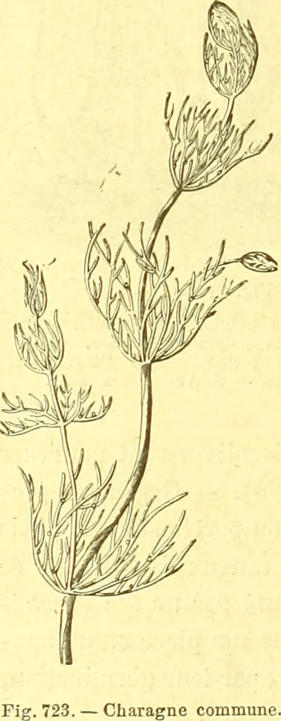 An illustration from Flore pittoresque de la France : anatomie, physiologie, classification, description des plantes indigènes et cultivées au point de vue de l'agriculture, de l'horticulture et de la sylviculture / publiée sous la direction de J. Rothschild., 1885, leaf 473