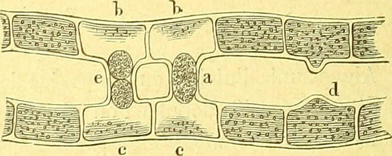 An illustration from Flore pittoresque de la France : anatomie, physiologie, classification, description des plantes indigènes et cultivées au point de vue de l'agriculture, de l'horticulture et de la sylviculture / publiée sous la direction de J. Rothschild., 1885, leaf 475