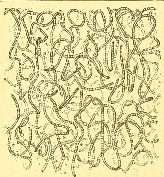 An illustration from Flore pittoresque de la France : anatomie, physiologie, classification, description des plantes indigènes et cultivées au point de vue de l'agriculture, de l'horticulture et de la sylviculture / publiée sous la direction de J. Rothschild., 1885, leaf 475