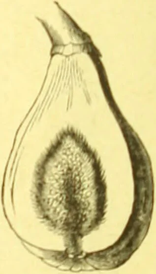 An illustration from Flore pittoresque de la France : anatomie, physiologie, classification, description des plantes indigènes et cultivées au point de vue de l'agriculture, de l'horticulture et de la sylviculture / publiée sous la direction de J. Rothschild., 1885, leaf 48