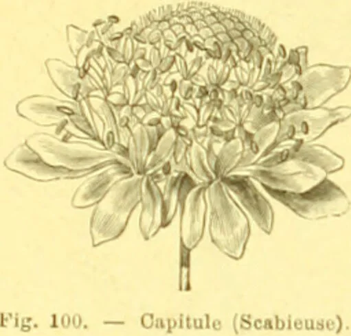 An illustration from Flore pittoresque de la France : anatomie, physiologie, classification, description des plantes indigènes et cultivées au point de vue de l'agriculture, de l'horticulture et de la sylviculture / publiée sous la direction de J. Rothschild., 1885, leaf 48
