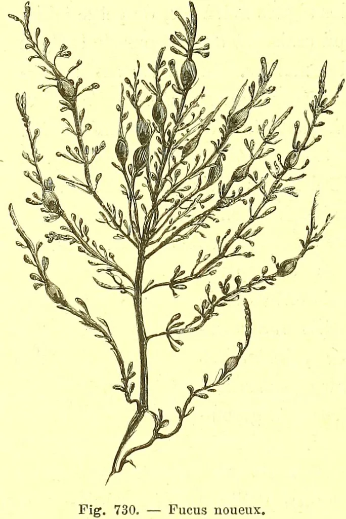 An illustration from Flore pittoresque de la France : anatomie, physiologie, classification, description des plantes indigènes et cultivées au point de vue de l'agriculture, de l'horticulture et de la sylviculture / publiée sous la direction de J. Rothschild., 1885, leaf 480