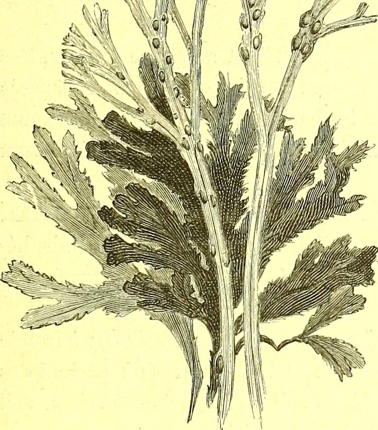 An illustration from Flore pittoresque de la France : anatomie, physiologie, classification, description des plantes indigènes et cultivées au point de vue de l'agriculture, de l'horticulture et de la sylviculture / publiée sous la direction de J. Rothschild., 1885, leaf 480