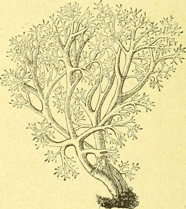 An illustration from Flore pittoresque de la France : anatomie, physiologie, classification, description des plantes indigènes et cultivées au point de vue de l'agriculture, de l'horticulture et de la sylviculture / publiée sous la direction de J. Rothschild., 1885, leaf 485