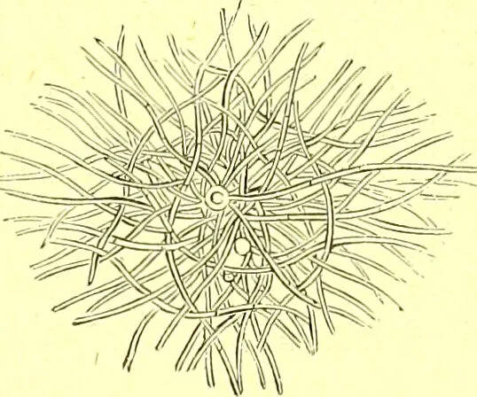 An illustration from Flore pittoresque de la France : anatomie, physiologie, classification, description des plantes indigènes et cultivées au point de vue de l'agriculture, de l'horticulture et de la sylviculture / publiée sous la direction de J. Rothschild., 1885, leaf 486