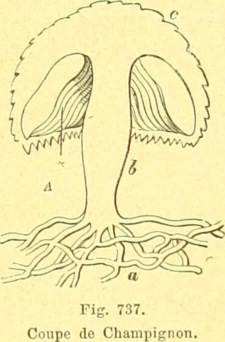 An illustration from Flore pittoresque de la France : anatomie, physiologie, classification, description des plantes indigènes et cultivées au point de vue de l'agriculture, de l'horticulture et de la sylviculture / publiée sous la direction de J. Rothschild., 1885, leaf 487