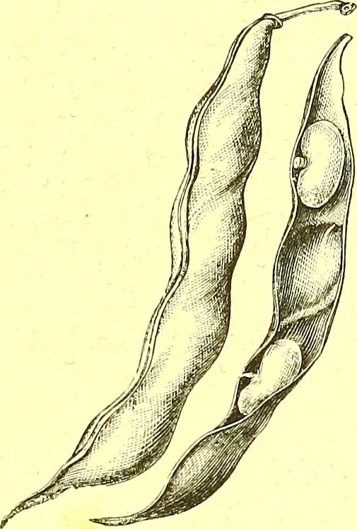 An illustration from Flore pittoresque de la France : anatomie, physiologie, classification, description des plantes indigènes et cultivées au point de vue de l'agriculture, de l'horticulture et de la sylviculture / publiée sous la direction de J. Rothschild., 1885, leaf 49