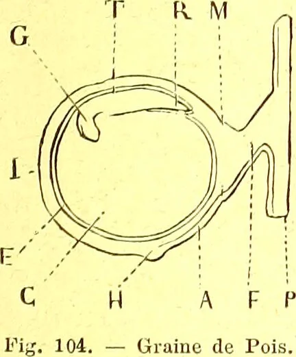 An illustration from Flore pittoresque de la France : anatomie, physiologie, classification, description des plantes indigènes et cultivées au point de vue de l'agriculture, de l'horticulture et de la sylviculture / publiée sous la direction de J. Rothschild., 1885, leaf 49
