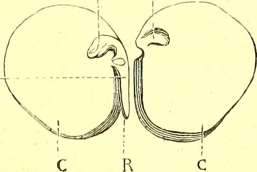 An illustration from Flore pittoresque de la France : anatomie, physiologie, classification, description des plantes indigènes et cultivées au point de vue de l'agriculture, de l'horticulture et de la sylviculture / publiée sous la direction de J. Rothschild., 1885, leaf 49