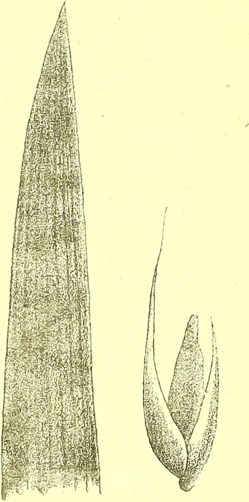 An illustration from Flore pittoresque de la France : anatomie, physiologie, classification, description des plantes indigènes et cultivées au point de vue de l'agriculture, de l'horticulture et de la sylviculture / publiée sous la direction de J. Rothschild., 1885, leaf 492