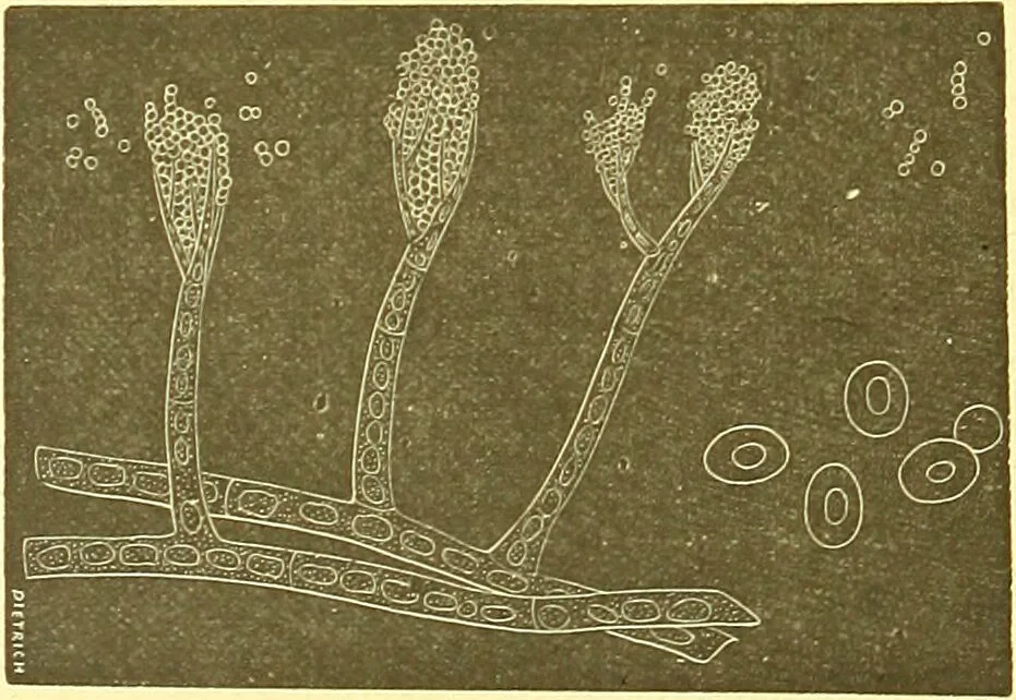 An illustration from Flore pittoresque de la France : anatomie, physiologie, classification, description des plantes indigènes et cultivées au point de vue de l'agriculture, de l'horticulture et de la sylviculture / publiée sous la direction de J. Rothschild., 1885, leaf 493