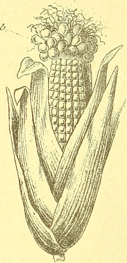 An illustration from Flore pittoresque de la France : anatomie, physiologie, classification, description des plantes indigènes et cultivées au point de vue de l'agriculture, de l'horticulture et de la sylviculture / publiée sous la direction de J. Rothschild., 1885, leaf 493