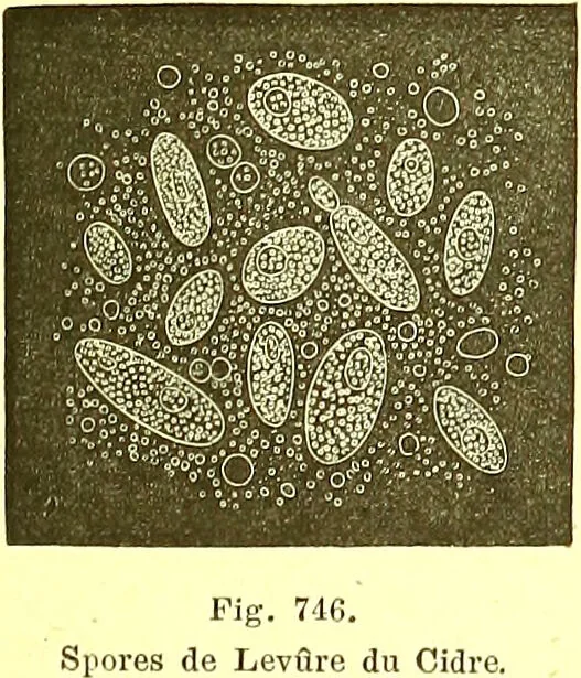 An illustration from Flore pittoresque de la France : anatomie, physiologie, classification, description des plantes indigènes et cultivées au point de vue de l'agriculture, de l'horticulture et de la sylviculture / publiée sous la direction de J. Rothschild., 1885, leaf 496