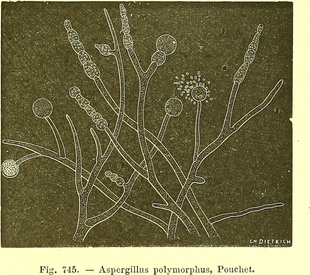 An illustration from Flore pittoresque de la France : anatomie, physiologie, classification, description des plantes indigènes et cultivées au point de vue de l'agriculture, de l'horticulture et de la sylviculture / publiée sous la direction de J. Rothschild., 1885, leaf 496