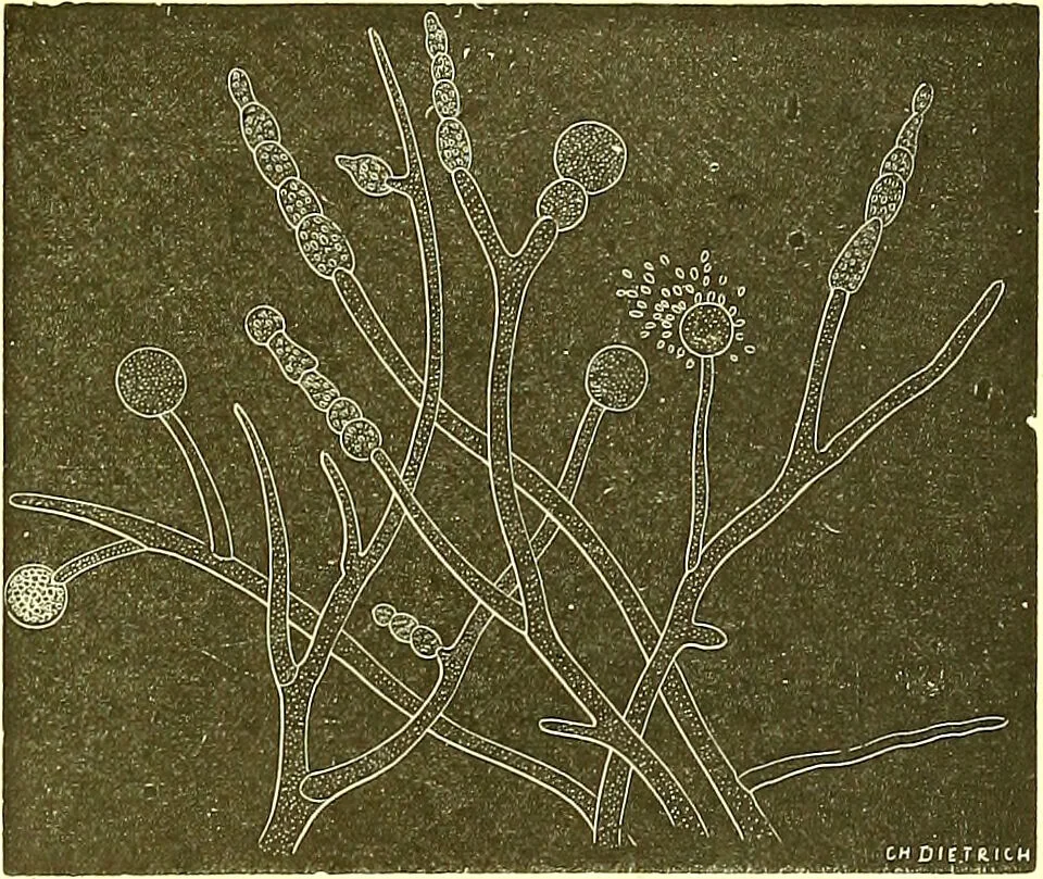 An illustration from Flore pittoresque de la France : anatomie, physiologie, classification, description des plantes indigènes et cultivées au point de vue de l'agriculture, de l'horticulture et de la sylviculture / publiée sous la direction de J. Rothschild., 1885, leaf 496