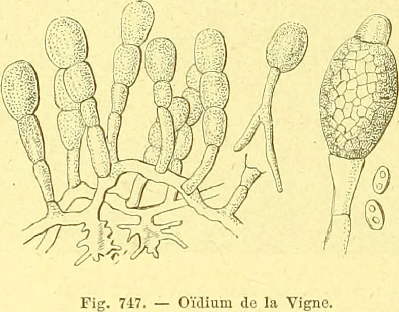 An illustration from Flore pittoresque de la France : anatomie, physiologie, classification, description des plantes indigènes et cultivées au point de vue de l'agriculture, de l'horticulture et de la sylviculture / publiée sous la direction de J. Rothschild., 1885, leaf 497