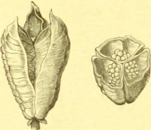 An illustration from Flore pittoresque de la France : anatomie, physiologie, classification, description des plantes indigènes et cultivées au point de vue de l'agriculture, de l'horticulture et de la sylviculture / publiée sous la direction de J. Rothschild., 1885, leaf 50