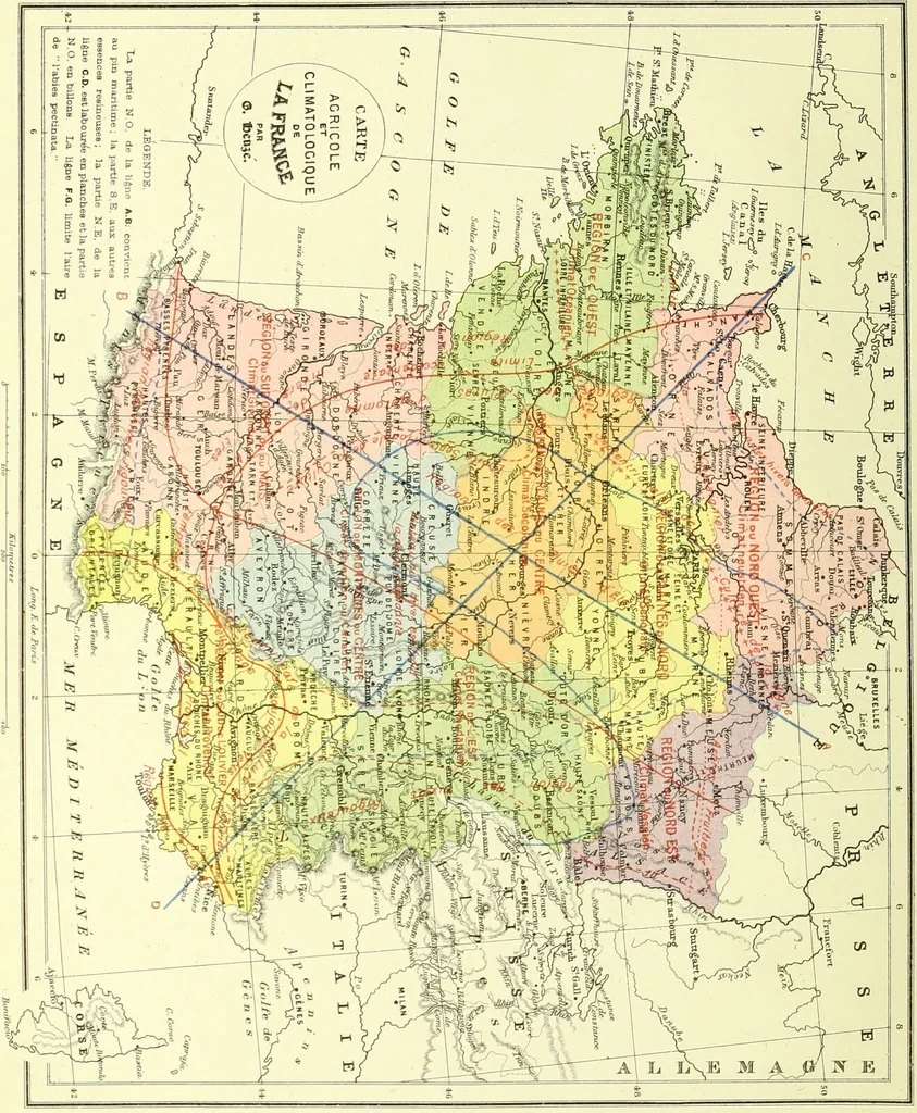 An illustration from Flore pittoresque de la France : anatomie, physiologie, classification, description des plantes indigènes et cultivées au point de vue de l'agriculture, de l'horticulture et de la sylviculture / publiée sous la direction de J. Rothschild., 1885, leaf 501