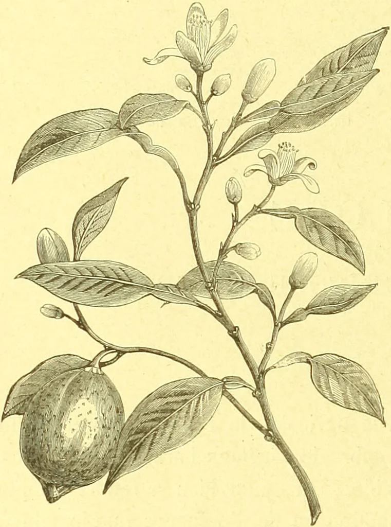 An illustration from Flore pittoresque de la France : anatomie, physiologie, classification, description des plantes indigènes et cultivées au point de vue de l'agriculture, de l'horticulture et de la sylviculture / publiée sous la direction de J. Rothschild., 1885, leaf 503
