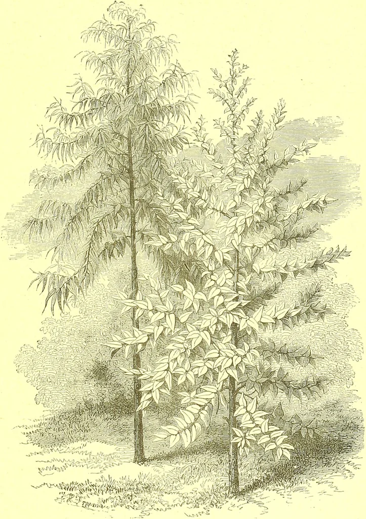 An illustration from Flore pittoresque de la France : anatomie, physiologie, classification, description des plantes indigènes et cultivées au point de vue de l'agriculture, de l'horticulture et de la sylviculture / publiée sous la direction de J. Rothschild., 1885, leaf 504