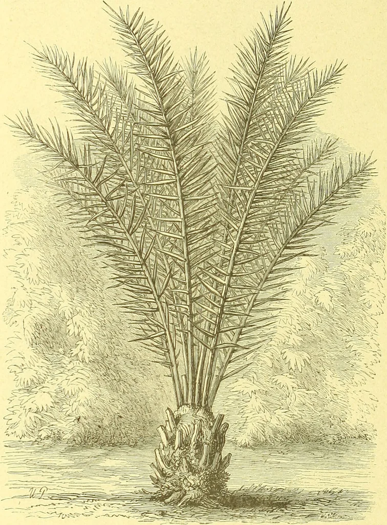 An illustration from Flore pittoresque de la France : anatomie, physiologie, classification, description des plantes indigènes et cultivées au point de vue de l'agriculture, de l'horticulture et de la sylviculture / publiée sous la direction de J. Rothschild., 1885, leaf 505