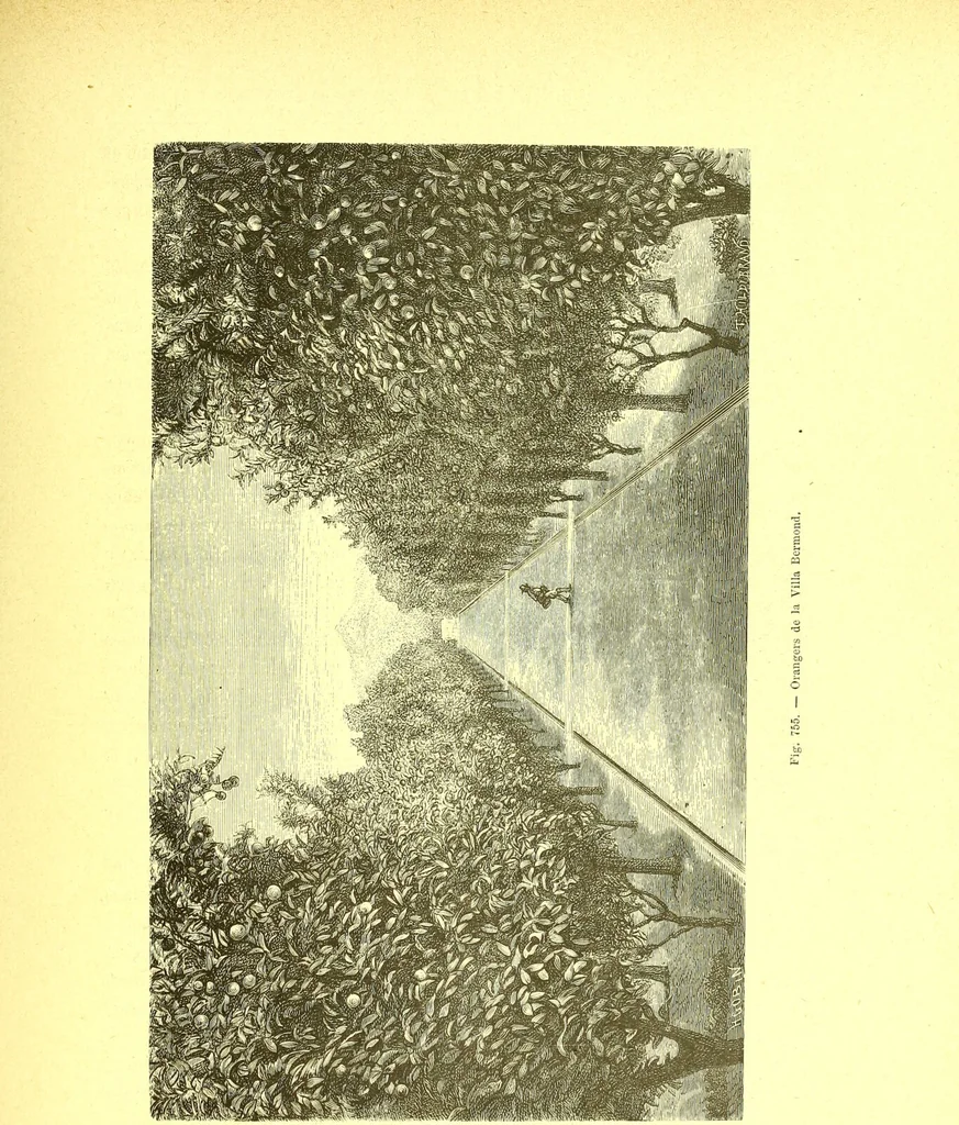 An illustration from Flore pittoresque de la France : anatomie, physiologie, classification, description des plantes indigènes et cultivées au point de vue de l'agriculture, de l'horticulture et de la sylviculture / publiée sous la direction de J. Rothschild., 1885, leaf 506