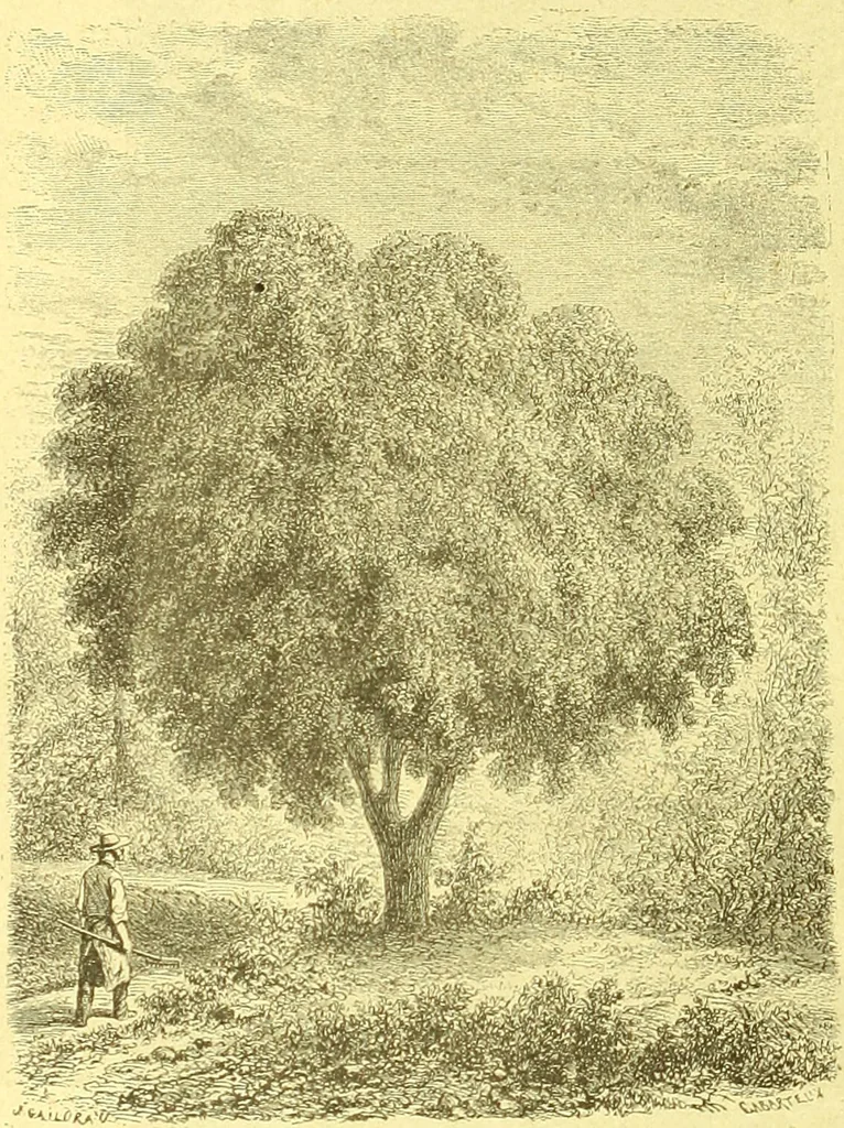 An illustration from Flore pittoresque de la France : anatomie, physiologie, classification, description des plantes indigènes et cultivées au point de vue de l'agriculture, de l'horticulture et de la sylviculture / publiée sous la direction de J. Rothschild., 1885, leaf 507