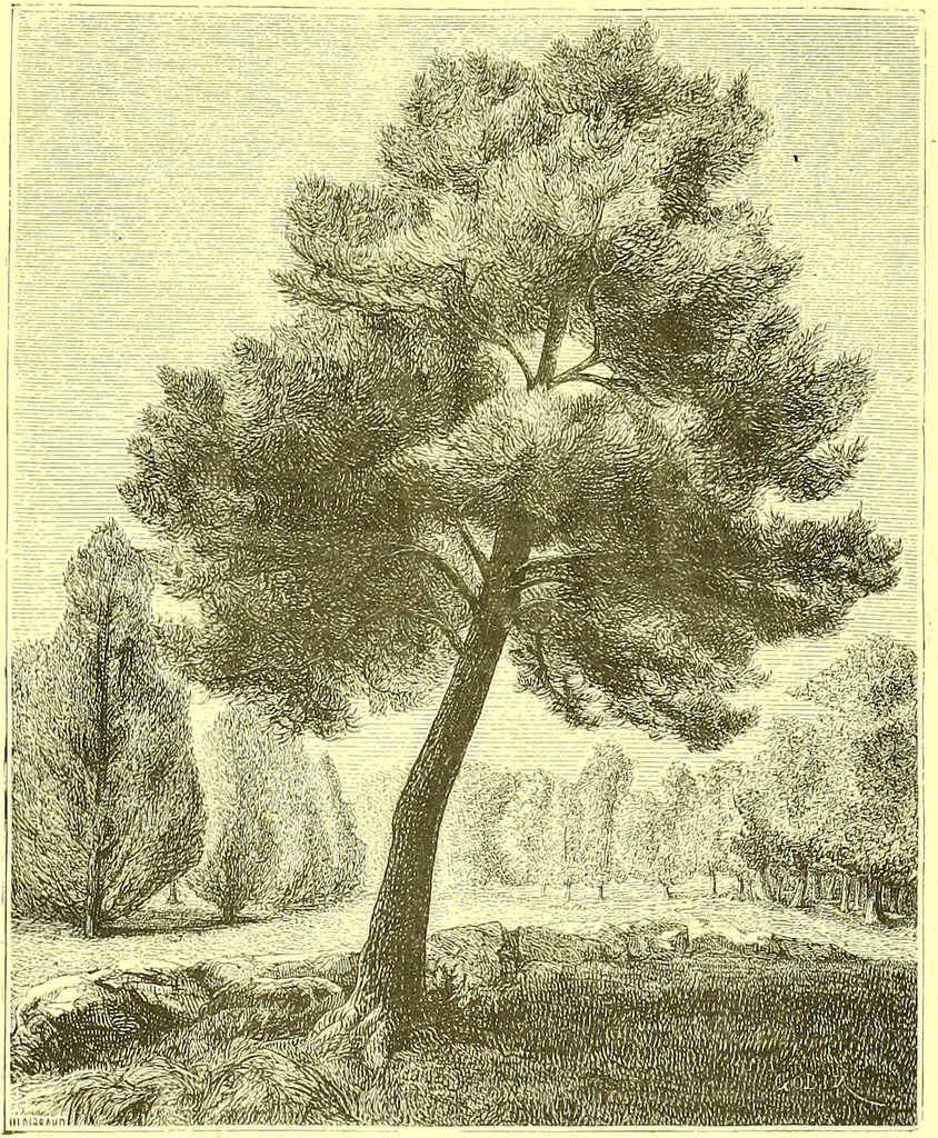 An illustration from Flore pittoresque de la France : anatomie, physiologie, classification, description des plantes indigènes et cultivées au point de vue de l'agriculture, de l'horticulture et de la sylviculture / publiée sous la direction de J. Rothschild., 1885, leaf 508