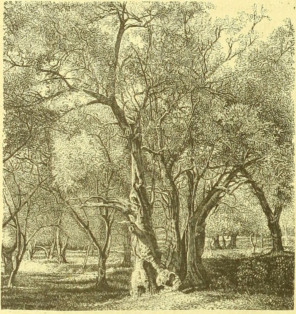 An illustration from Flore pittoresque de la France : anatomie, physiologie, classification, description des plantes indigènes et cultivées au point de vue de l'agriculture, de l'horticulture et de la sylviculture / publiée sous la direction de J. Rothschild., 1885, leaf 509