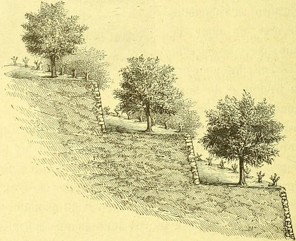 An illustration from Flore pittoresque de la France : anatomie, physiologie, classification, description des plantes indigènes et cultivées au point de vue de l'agriculture, de l'horticulture et de la sylviculture / publiée sous la direction de J. Rothschild., 1885, leaf 509