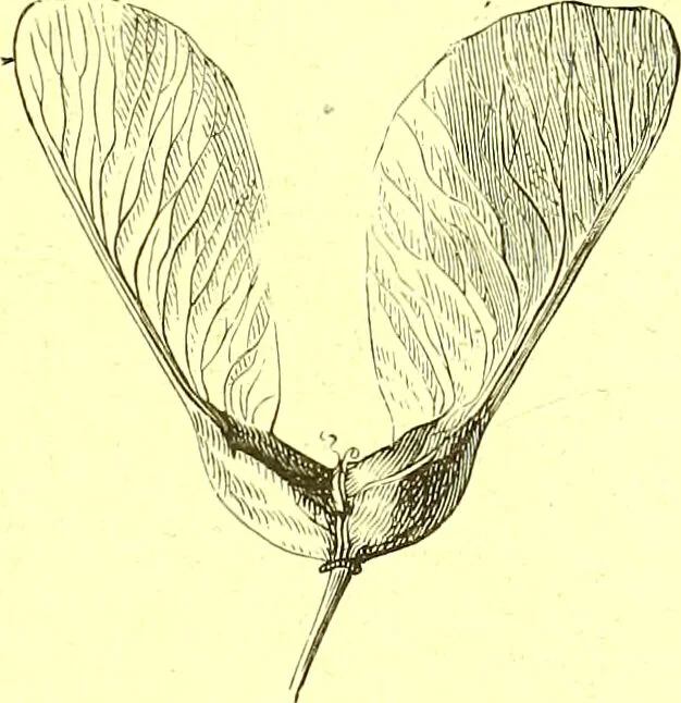 An illustration from Flore pittoresque de la France : anatomie, physiologie, classification, description des plantes indigènes et cultivées au point de vue de l'agriculture, de l'horticulture et de la sylviculture / publiée sous la direction de J. Rothschild., 1885, leaf 51