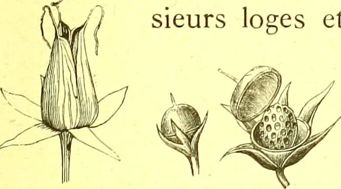 An illustration from Flore pittoresque de la France : anatomie, physiologie, classification, description des plantes indigènes et cultivées au point de vue de l'agriculture, de l'horticulture et de la sylviculture / publiée sous la direction de J. Rothschild., 1885, leaf 51