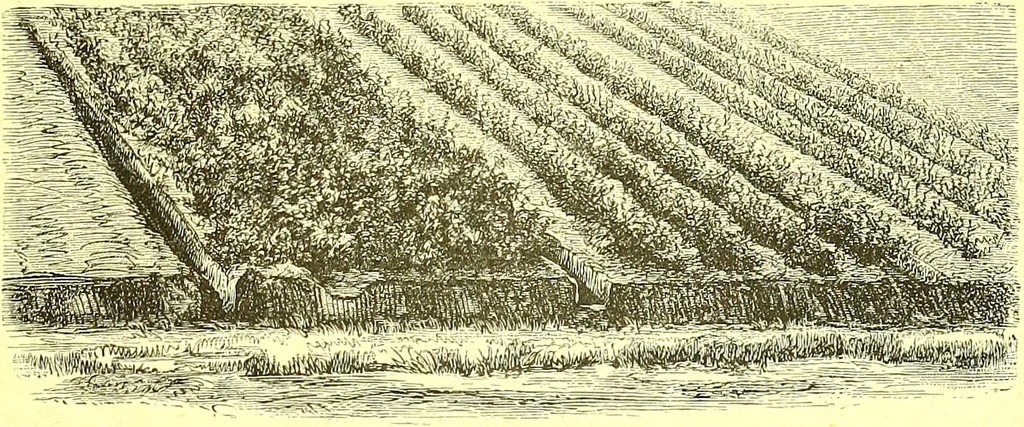 An illustration from Flore pittoresque de la France : anatomie, physiologie, classification, description des plantes indigènes et cultivées au point de vue de l'agriculture, de l'horticulture et de la sylviculture / publiée sous la direction de J. Rothschild., 1885, leaf 510