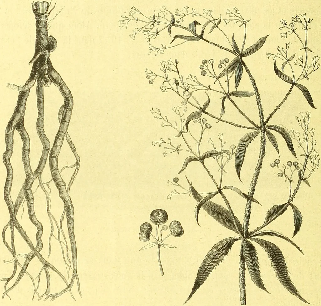 An illustration from Flore pittoresque de la France : anatomie, physiologie, classification, description des plantes indigènes et cultivées au point de vue de l'agriculture, de l'horticulture et de la sylviculture / publiée sous la direction de J. Rothschild., 1885, leaf 511