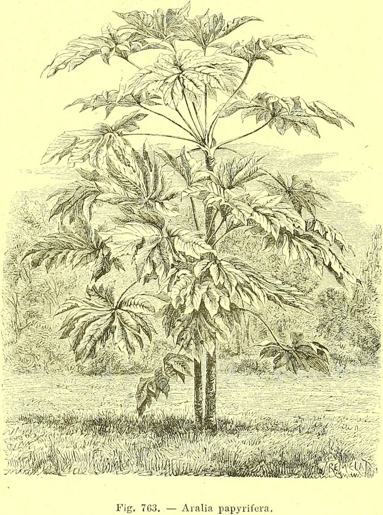An illustration from Flore pittoresque de la France : anatomie, physiologie, classification, description des plantes indigènes et cultivées au point de vue de l'agriculture, de l'horticulture et de la sylviculture / publiée sous la direction de J. Rothschild., 1885, leaf 512