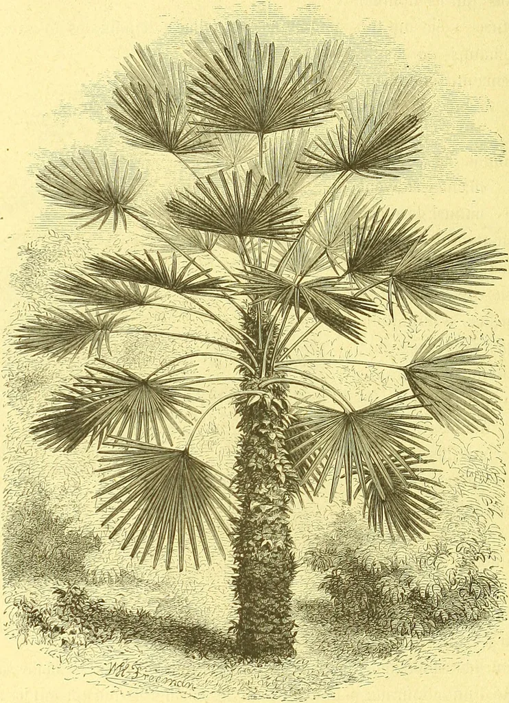 An illustration from Flore pittoresque de la France : anatomie, physiologie, classification, description des plantes indigènes et cultivées au point de vue de l'agriculture, de l'horticulture et de la sylviculture / publiée sous la direction de J. Rothschild., 1885, leaf 513