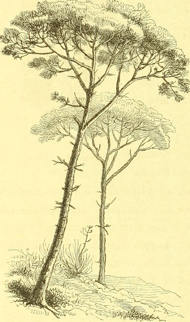 An illustration from Flore pittoresque de la France : anatomie, physiologie, classification, description des plantes indigènes et cultivées au point de vue de l'agriculture, de l'horticulture et de la sylviculture / publiée sous la direction de J. Rothschild., 1885, leaf 515