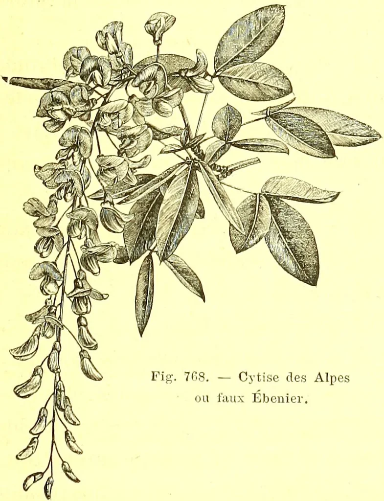 An illustration from Flore pittoresque de la France : anatomie, physiologie, classification, description des plantes indigènes et cultivées au point de vue de l'agriculture, de l'horticulture et de la sylviculture / publiée sous la direction de J. Rothschild., 1885, leaf 516