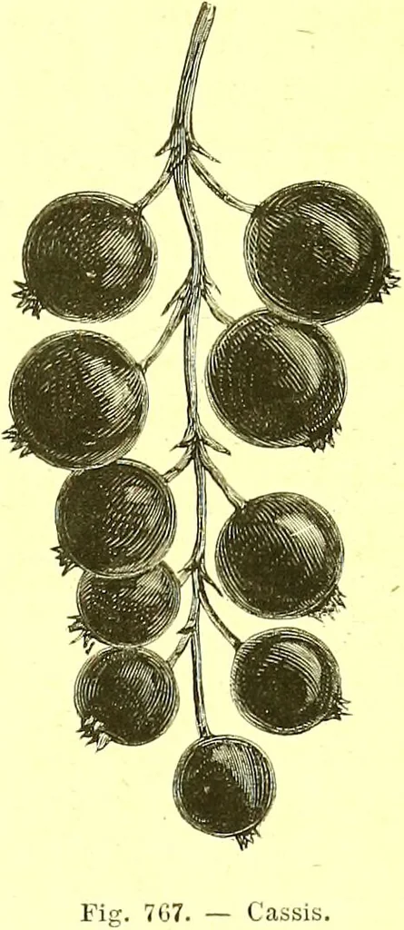 An illustration from Flore pittoresque de la France : anatomie, physiologie, classification, description des plantes indigènes et cultivées au point de vue de l'agriculture, de l'horticulture et de la sylviculture / publiée sous la direction de J. Rothschild., 1885, leaf 516