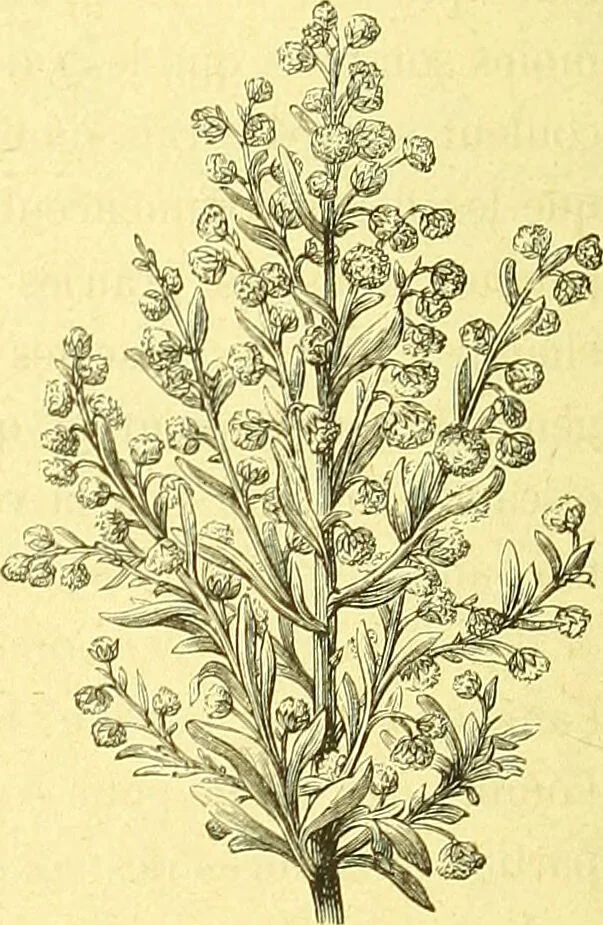 An illustration from Flore pittoresque de la France : anatomie, physiologie, classification, description des plantes indigènes et cultivées au point de vue de l'agriculture, de l'horticulture et de la sylviculture / publiée sous la direction de J. Rothschild., 1885, leaf 517