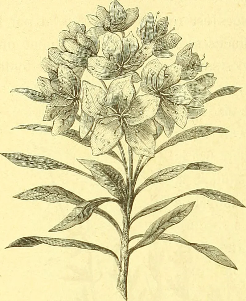 An illustration from Flore pittoresque de la France : anatomie, physiologie, classification, description des plantes indigènes et cultivées au point de vue de l'agriculture, de l'horticulture et de la sylviculture / publiée sous la direction de J. Rothschild., 1885, leaf 517