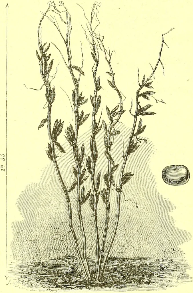 An illustration from Flore pittoresque de la France : anatomie, physiologie, classification, description des plantes indigènes et cultivées au point de vue de l'agriculture, de l'horticulture et de la sylviculture / publiée sous la direction de J. Rothschild., 1885, leaf 518
