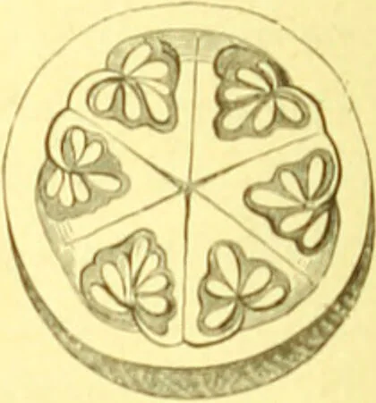 An illustration from Flore pittoresque de la France : anatomie, physiologie, classification, description des plantes indigènes et cultivées au point de vue de l'agriculture, de l'horticulture et de la sylviculture / publiée sous la direction de J. Rothschild., 1885, leaf 52